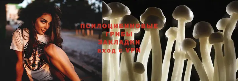 kraken tor  Балей  Галлюциногенные грибы Cubensis 